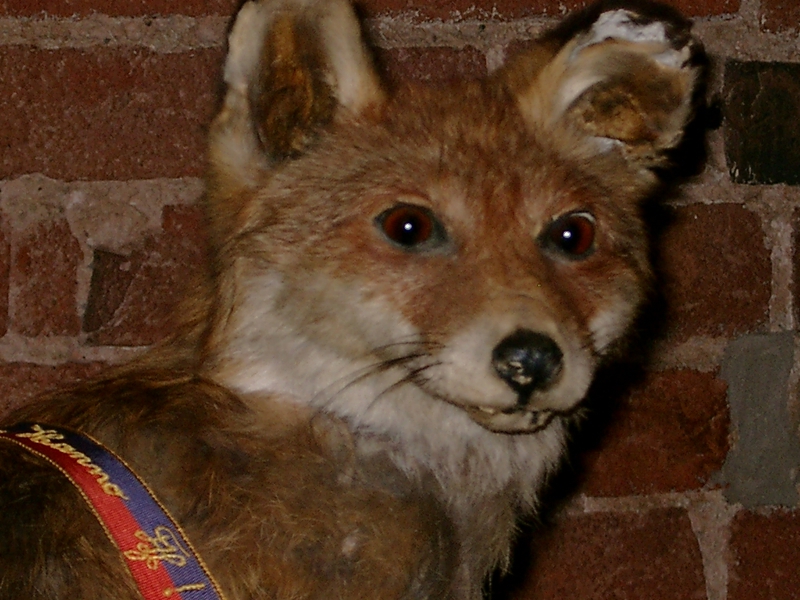 Fuchs Hanno